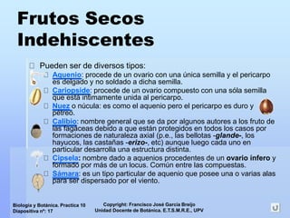 Copyright: Francisco José García Breijo
Unidad Docente de Botánica. E.T.S.M.R.E., UPV
Biología y Botánica. Practica 10
Diapositiva nº: 17
Frutos Secos
Indehiscentes
Pueden ser de diversos tipos:
Aquenio: procede de un ovario con una única semilla y el pericarpo
es delgado y no soldado a dicha semilla.
Cariopside: procede de un ovario compuesto con una sóla semilla
que está intimamente unida al pericarpo.
Nuez o núcula: es como el aquenio pero el pericarpo es duro y
pétreo.
Calibio: nombre general que se da por algunos autores a los fruto de
las fagáceas debido a que están protegidos en todos los casos por
formaciones de naturaleza axial (p.e., las bellotas -glande-, los
hayucos, las castañas -erizo-, etc) aunque luego cada uno en
particular desarrolla una estructura distinta.
Cipsela: nombre dado a aquenios procedentes de un ovario ínfero y
formado por más de un locus. Común entre las compuestas.
Sámara: es un tipo particular de aquenio que posee una o varias alas
para ser dispersado por el viento.
 