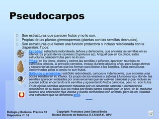 Copyright: Francisco José García Breijo
Unidad Docente de Botánica. E.T.S.M.R.E., UPV
Biología y Botánica. Practica 10
Diapositiva nº: 18
Pseudocarpos
Son estructuras que parecen frutos y no lo son.
Propias de las plantas gimnospermas (plantas con las semillas desnudas),
Son estructuras que tienen una función protectora o incluso relacionada con la
dispersión. Tipos:
Estróbilo: estructura redondeada, leñosa y dehiscente, que encierra las semillas en su
interior. Es propio de los cipreses (Cupressus sp). Al igual que en los pinos, estas
estructuras parecen frutos pero no lo son.
Piñas: en los pinos, abetos y cedros las semillas o piñones, aparecen reunidas en
estróbilos cónicos, al principio cerrados, incluso durante algunos años, para luego abrirse
y separarse las escamas que los forman para liberar a las semillas. Estas estructuras
denominadas piñas o conos no son frutos.
Gálbulos o arcéstidas: estróbilo redondeado, carnoso e indehiscente, que encierra unas
pocas semillas en su interior. Es propio de los enebros y sabinas (Juniperus sp), donde las
semillas aparecen rodeadas por unas escamas que se vuelven carnosas y que incluso se
pueden soldar encerrando a la semillas y aparentando frutos carnosos, pero no son frutos.
En el tejo las semillas aparecen rodeadas por un desarrollo carnoso o excrescencia
procedente de su base que les rodea por todas partes excepto por un poro, en la madurez
alcanza una coloración roja vistosa y puede confundirse con un fruto, pero es en realidad
una estructura que se denomina arilo.
 