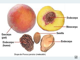 Drupa de Prunus persica (melocotón)
 