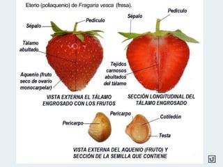 Eterio (poliaquenio) de Fragaria vesca (fresa).
 