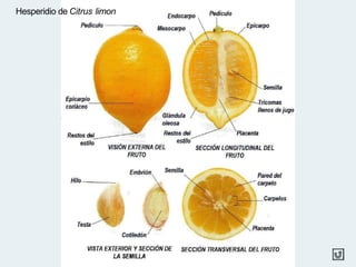 Hesperidio de Citrus limon
 