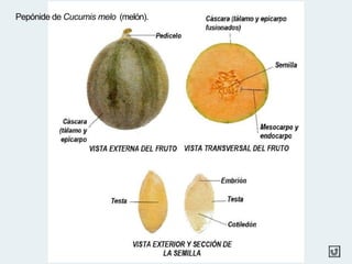 Pepónide de Cucumis melo (melón).
 