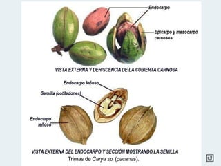 Trimas de Carya sp (pacanas).
 