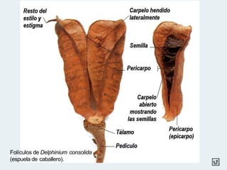Folículos de Delphinium consolida
(espuela de caballero).
 