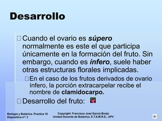 Copyright: Francisco José García Breijo
Unidad Docente de Botánica. E.T.S.M.R.E., UPV
Biología y Botánica. Practica 10
Diapositiva nº: 3
Desarrollo
Cuando el ovario es súpero
normalmente es este el que participa
únicamente en la formación del fruto. Sin
embargo, cuando es ínfero, suele haber
otras estructuras florales implicadas.
En el caso de los frutos derivados de ovario
ínfero, la porción extracarpelar recibe el
nombre de clamidocarpo.
Desarrollo del fruto:
 
