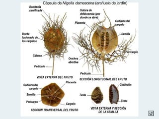 Cápsula de Nigella damascena (arañuela de jardín)
 
