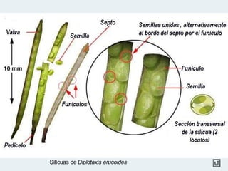 Silícuas de Diplotaxis erucoides
 