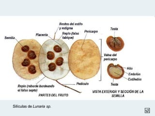 Silículas de Lunaria sp.
 