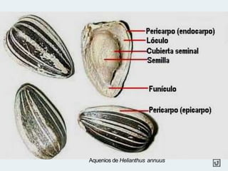 Aquenios de Helianthus annuus
 