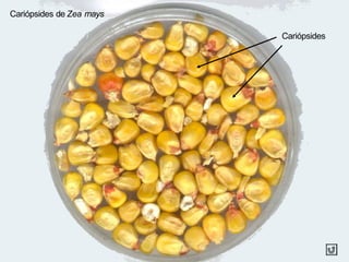 Cariópsides de Zea mays
Cariópsides
 