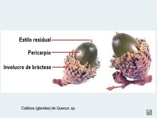 Calibios (glandes) de Quecus sp.
 