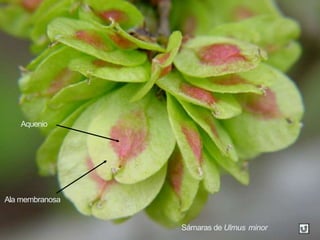 Sámaras de Ulmus minor
Aquenio
Ala membranosa
 