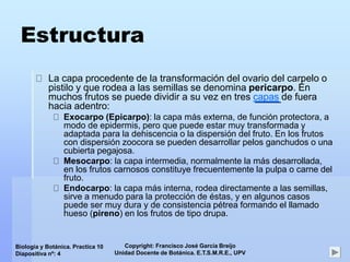 Copyright: Francisco José García Breijo
Unidad Docente de Botánica. E.T.S.M.R.E., UPV
Biología y Botánica. Practica 10
Diapositiva nº: 4
Estructura
La capa procedente de la transformación del ovario del carpelo o
pistilo y que rodea a las semillas se denomina pericarpo. En
muchos frutos se puede dividir a su vez en tres capas de fuera
hacia adentro:
Exocarpo (Epicarpo): la capa más externa, de función protectora, a
modo de epidermis, pero que puede estar muy transformada y
adaptada para la dehiscencia o la dispersión del fruto. En los frutos
con dispersión zoocora se pueden desarrollar pelos ganchudos o una
cubierta pegajosa.
Mesocarpo: la capa intermedia, normalmente la más desarrollada,
en los frutos carnosos constituye frecuentemente la pulpa o carne del
fruto.
Endocarpo: la capa más interna, rodea directamente a las semillas,
sirve a menudo para la protección de éstas, y en algunos casos
puede ser muy dura y de consistencia pétrea formando el llamado
hueso (pireno) en los frutos de tipo drupa.
 