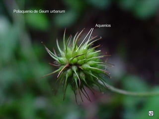 Poliaquenio de Geum urbanum
Aquenios
 