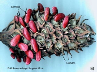 Polifolículo de Magnolia glandiflora
Folículos
Semillas
 