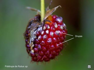 Polidrupa de Rubus sp.
Drupas
 