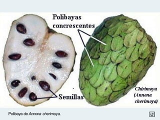 Polibaya de Annona cherimoya.
Drupas
 