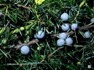 Gálbulos de Juniperus sp.
Gálbulos
 