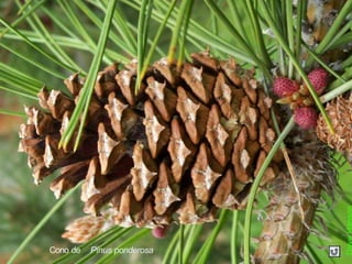 Cono de Pinus ponderosa
 