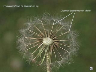 Fruto anemócoro de Taraxacum sp
Cipselas (aquenios con vilano)
 