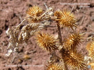 Fruto zoócoro de Xanthium strumarium
Aquenio recubierto de brácteas
ganchudas
 
