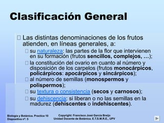 Copyright: Francisco José García Breijo
Unidad Docente de Botánica. E.T.S.M.R.E., UPV
Biología y Botánica. Practica 10
Diapositiva nº: 5
Clasificación General
Las distintas denominaciones de los frutos
atienden, en líneas generales, a:
su naturaleza: las partes de la flor que intervienen
en su formación (frutos sencillos, complejos, …);
la constitución del ovario en cuanto al número y
disposición de los carpelos (frutos monocárpicos,
policárpicos: apocárpicos y sincárpicos);
al número de semillas (monospermos y
polispermos);
su textura o consistencia (secos y carnosos);
su dehiscencia: si liberan o no las semillas en la
madurez (dehiscentes o indehiscentes).
 