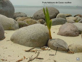 Fruto hidrócoro de Cocos nucifera
Drupa
 