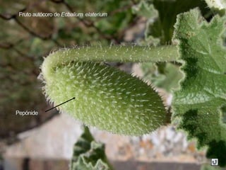 Fruto autócoro de Ecbalium elaterium
Pepónide
 