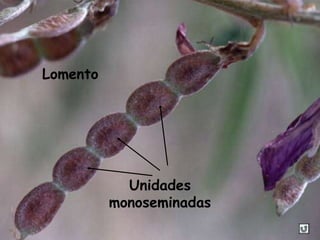 Unidades
monoseminadas
Lomento
 