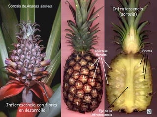 Inflorescencia con flores
en desarrollo
Sorosis de Ananas sativus
Infrutescencia
(sorosis)
Eje de la
infrutescencia
Brácteas
florales
Frutos
 