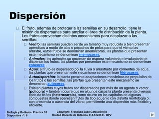 Copyright: Francisco José García Breijo
Unidad Docente de Botánica. E.T.S.M.R.E., UPV
Biología y Botánica. Practica 10
Diapositiva nº: 6
Dispersión
El fruto, además de proteger a las semillas en su desarrollo, tiene la
misión de dispersarlas para ampliar el área de distribución de la planta.
Los frutos aprovechan distintos mecanismos para desplazar a las
semillas:
Viento: las semillas pueden ser de un tamaño muy reducido o bien presentar
apéndices a modo de alas o penachos de pelos para que el viento las
arrastre, estos frutos se denominan anemócoros, las plantas que presentan
este mecanismo se denominan anemocoras.
Animales: los animales se encargan de manera voluntaria o involuntaria de
dispersar los frutos, las plantas que presentan este mecanismo se denominan
zoocoras.
Agua: el fruto es dispersado por la lluvia o arrastrado por corrientes de agua,
las plantas que presentan este mecanismo se denominan hidrocoras.
Autodispersión: la planta presenta adaptaciones mecánicas de propulsión de
los frutos o las semillas, las plantas que presentan este mecanismo se
denominan autocoras.
Existen plantas cuyos frutos son dispersados por más de un agente o vector
(policora) y también ocurre que en algunos casos la planta presenta diversos
tipos de frutos (heterocarpia), como ocurre en los capítulos de algunas
compuestas donde aparecen frutos de tipo aquenio con distinta morfología o
con presencia o ausencia del vilano, permitiendo una dispersión más flexible y
eficiente.
 