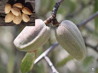 Clasificacion Frutos.pptx