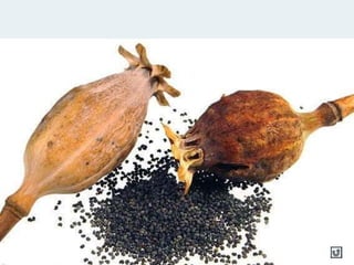 Clasificacion Frutos.pptx