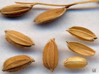 Clasificacion Frutos.pptx