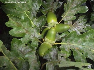 Clasificacion Frutos.pptx