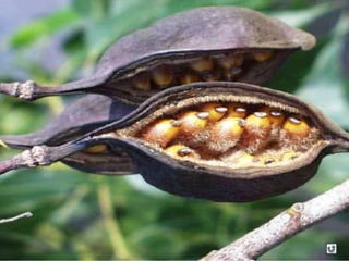 Clasificacion Frutos.pptx