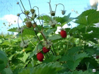 Clasificacion Frutos.pptx