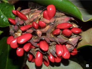 Clasificacion Frutos.pptx