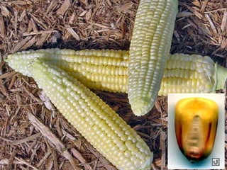 Clasificacion Frutos.pptx