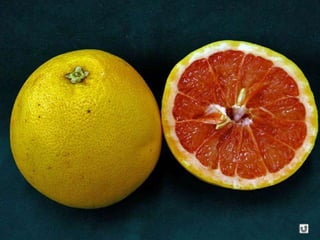 Clasificacion Frutos.pptx