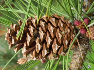 Clasificacion Frutos.pptx