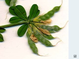 Clasificacion Frutos.pptx