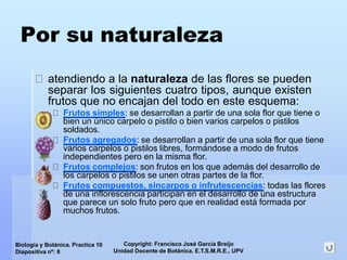 Copyright: Francisco José García Breijo
Unidad Docente de Botánica. E.T.S.M.R.E., UPV
Biología y Botánica. Practica 10
Diapositiva nº: 8
Por su naturaleza
atendiendo a la naturaleza de las flores se pueden
separar los siguientes cuatro tipos, aunque existen
frutos que no encajan del todo en este esquema:
Frutos simples: se desarrollan a partir de una sola flor que tiene o
bien un único carpelo o pistilo o bien varios carpelos o pistilos
soldados.
Frutos agregados: se desarrollan a partir de una sola flor que tiene
varios carpelos o pistilos libres, formándose a modo de frutos
independientes pero en la misma flor.
Frutos complejos: son frutos en los que además del desarrollo de
los carpelos o pistilos se unen otras partes de la flor.
Frutos compuestos, sincarpos o infrutescencias: todas las flores
de una inflorescencia participan en el desarrollo de una estructura
que parece un solo fruto pero que en realidad está formada por
muchos frutos.
 