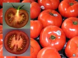 Clasificacion Frutos.pptx