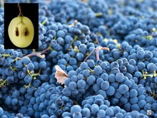 Clasificacion Frutos.pptx