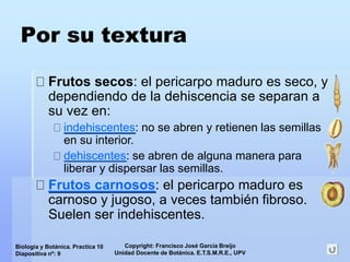 Copyright: Francisco José García Breijo
Unidad Docente de Botánica. E.T.S.M.R.E., UPV
Biología y Botánica. Practica 10
Diapositiva nº: 9
Por su textura
Frutos secos: el pericarpo maduro es seco, y
dependiendo de la dehiscencia se separan a
su vez en:
indehiscentes: no se abren y retienen las semillas
en su interior.
dehiscentes: se abren de alguna manera para
liberar y dispersar las semillas.
Frutos carnosos: el pericarpo maduro es
carnoso y jugoso, a veces también fibroso.
Suelen ser indehiscentes.
 