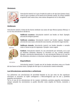 Sinóstosis:
Articulación inmóvil en la que el tejido de unión es de tipo óseo (juntura ósea),
como la que se produce en los huesos de la bóveda craneal. Se conoce también
en general como sutura ósea, estas suturas desaparecen en la vida adulta
Sinfibrosis:
Articulación inmóvil. Unión de dos huesos mediante una sutura de tipo fibroso (juntura fibrosa). A
su vez esta articulación se divide en:
Sinfibrosis escamosa: Articulación inmóvil con bordes en bisel. Ejemplo:
articulación témporo-parietal.
Sinfibrosis armónica: Articulación inmóvil con bordes rugosos. Ejemplo:
articulación naso-nasal, articulación naso-maxilar, articulación ungui-maxilar.
Sinfibrosis dentada: Articulación inmóvil con bordes dentados o serrados
como si fueran un par de engranajes. Ejemplo: sutura sagital.
Gónfosis: Articulación inmóvil. Es una articulación por inclusión, en la cual
un elemento (elemento dentario) se encuentra en una cavidad (alvéolo).
Ejemplo: articulación dentoalveolar. Es una articulación fibrosa en la cual los
dos elementos articulares se relacionan mediante un ligamento (periodontal)
Esquindilesis:
Articulación inmóvil. Cuando uno de los bordes articulares entra en el borde
del otro hueso en forma ranura. Ejemplo de éste tipo es la articulación vomero-esfenoidal.
Las Articulaciones semimóviles o anfiartrosis
Las anfiartrosis son articulaciones de movilidad limitada en las que entre las dos superficies
articulares se encuentra un tejido cartilaginoso o fibrocartilaginoso que las une y posibilita
pequeños movimientos.
Tal es el caso de las articulaciones de los cuerpos vertebrales, permiten pequeños movimientos,
aunque sumando los movimientos se puedes describir como amplios de flexión, extensión y
rotación.
3
 