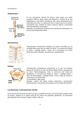 Se dividen en:
Sindesmosis:
Es una articulación fibrosa, los huesos están unidos por tejido
conjuntivo fibroso, dicho tejido está dispuesto a manera de un haz
(ligamentos) o una lámina (membrana ínter ósea), permitiendo poca
movilidad entre ellos. La separación ósea es mayor que en las suturas,
conteniendo más cantidad de tejido conectivo fibroso, permitiendo
cierta flexibilidad y movimiento.
Ejemplos: las membranas interóseas de la articulación radiocubital y la
articulación tibioperóneal distal.
Sincondrosis:
Articulaciones semimóviles formadas por huesos revestidos por un
cartílago hialino que hace de medio de unión. La secuencia de tejidos
es: hueso - cartílago hialino - hueso. No se encuentran en la línea
media del cuerpo. Ejemplo: articulaciones costoesternales.
Sínfisis:
Articulaciones cartilaginosas semimóviles en la que los extremos
planos de los huesos se unen por fibrocartílago hialino, separados por
un disco fibrocartilaginoso. Toda la estructura está unida por
ligamentos. La secuencia de tejidos es: hueso - cartílago hialino -
disco de fibrocartílago - cartílago hialino - hueso. Todas las sínfisis se
encuentran en la línea media
La movilidad es algo mayor.
Ejemplo: sínfisis del pubis, sínfisis mentoniana, articulaciones
intervertebrales, articulación del manubrio con el cuerpo del esternón.
Las Diartrosis o articulaciones móviles
Esta clase de articulaciones permiten una gran variedad de formas y de movimientos amplios entre
los huesos, Aparece en la mayor parte de los huesos del esqueleto apendicular. Se encuentran
generalmente entre los huesos largos: rodilla, codo, etc.
4
 