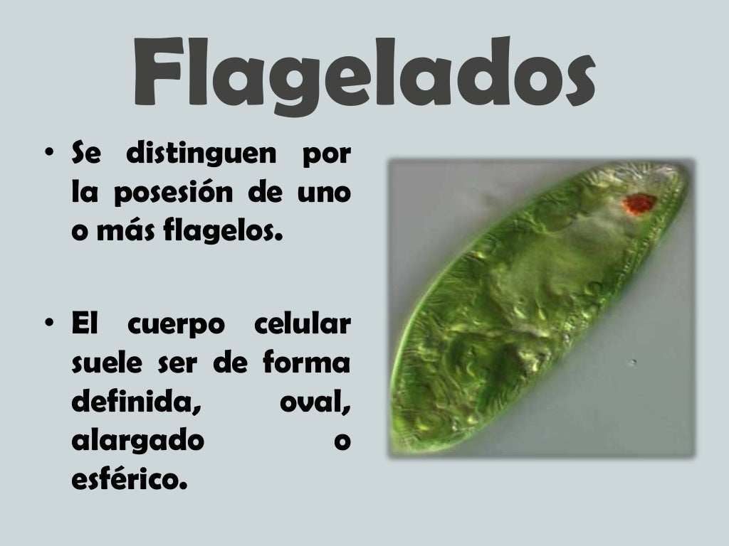 Clasificacion del reino protista