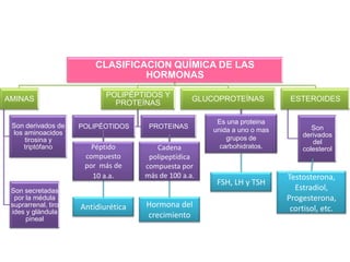 CLASIFICACION QUÍMICA DE LAS
                                  HORMONAS
                            POLIPÉPTIDOS Y
AMINAS                                             GLUCOPROTEÍNAS           ESTEROIDES
                              PROTEÍNAS

                                                        Es una proteina
 Son derivados de    POLIPÉOTIDOS     PROTEINAS                                   Son
 los aminoacidos                                       unida a uno o mas
                                                           grupos de           derivados
     tirosina y                                                                   del
     triptófano         Péptido         Cadena           carbohidratos.        colesterol
                      compuesto       polipeptídica
                      por más de     compuesta por
                        10 a.a.      más de 100 a.a.                       Testosterona,
                                                        FSH, LH y TSH
 Son secretadas                                                              Estradiol,
  por la médula                                                            Progesterona,
 suprarrenal, tiro   Antidiurética   Hormona del                            cortisol, etc.
 ides y glándula
      pineal
                                     crecimiento
 